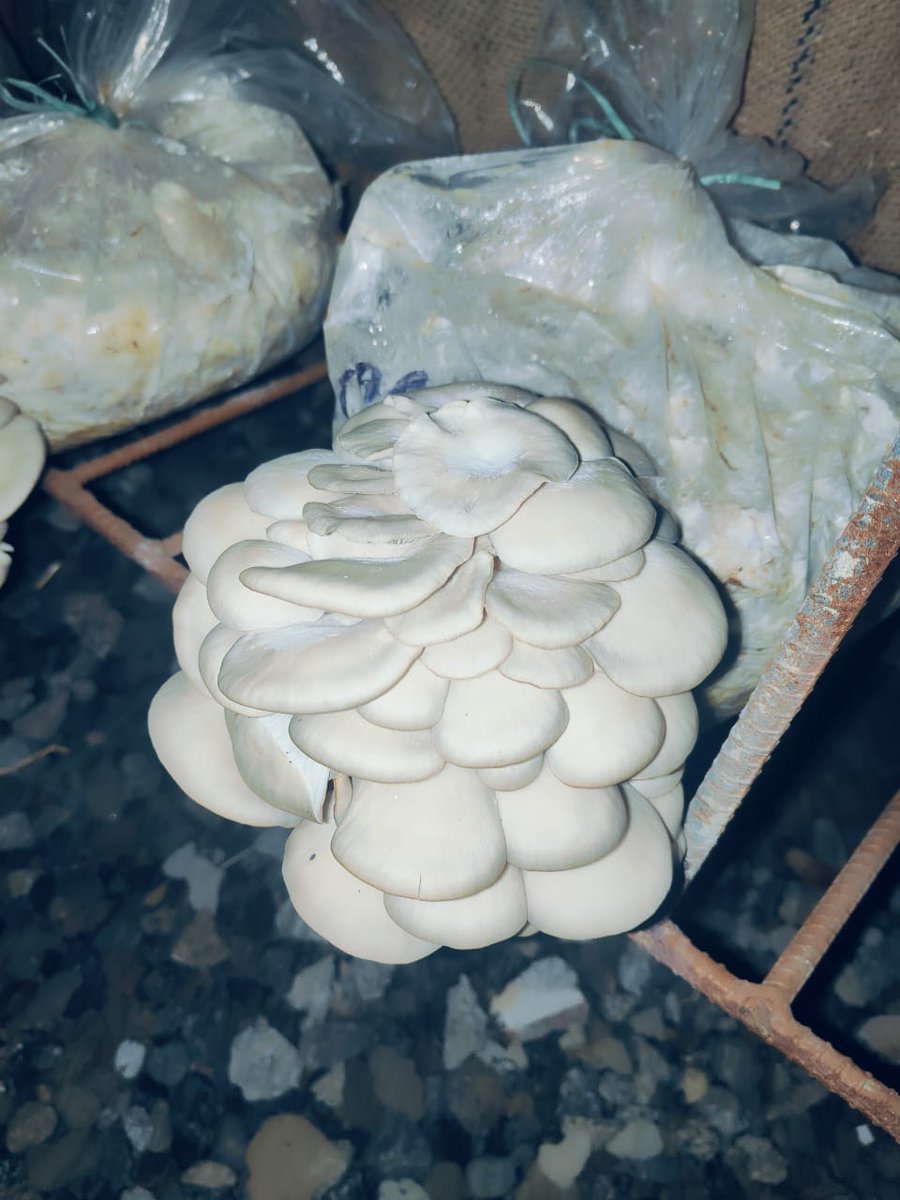 The student from EJM College has successfully grown oyster mushroom. A wonderful achievement in sustainable agriculture and innovation. Congrats to our budding mycologist @LadakhSecretary @dsw_UoL @DIPR_Kargil @DIPR_Leh