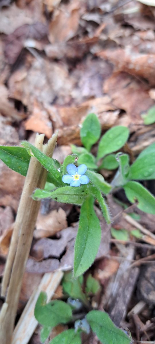 The color of this flower is beautiful. 

What's your favorite color?
Mine is orange.