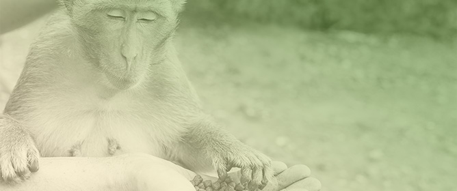 Compassion Fatigue in Chimpanzee (Pan troglodytes) Caregivers: Prevalence, Contributing Factors, and Coping Mechanisms
mdpi.com/2673-5636/5/1/1