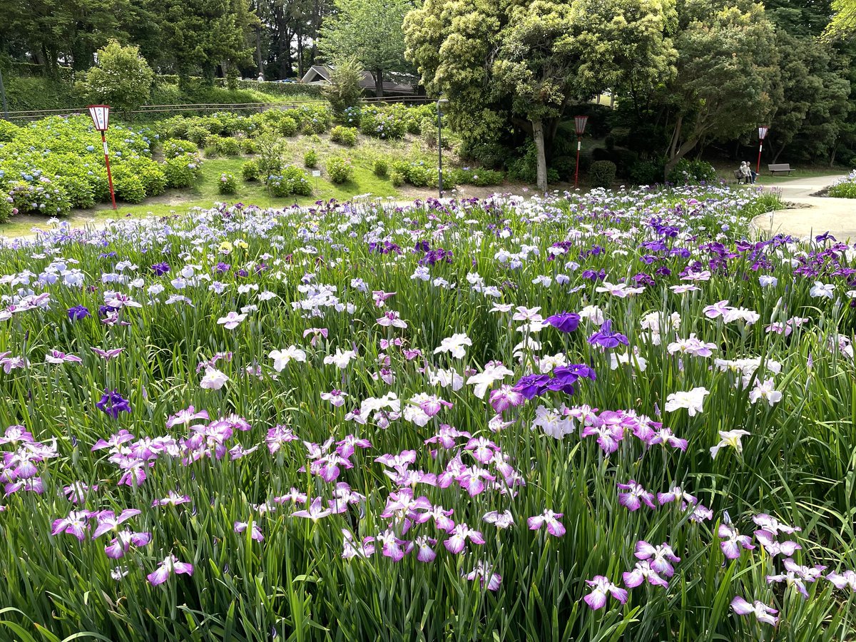 ～6/9 大池公園 花しょうぶまつり＜#東海市＞ aichi-now.jp/spots/detail/1… 大池公園内の花しょうぶ園では、江戸系、伊勢系、肥後系など、約100種類約5,600株の花しょうぶが白や紫、紅紫の花を咲かせ、初夏の訪れを感じさせてくれます。 ※2024年の花しょうぶまつりでは、催事は行われません。
