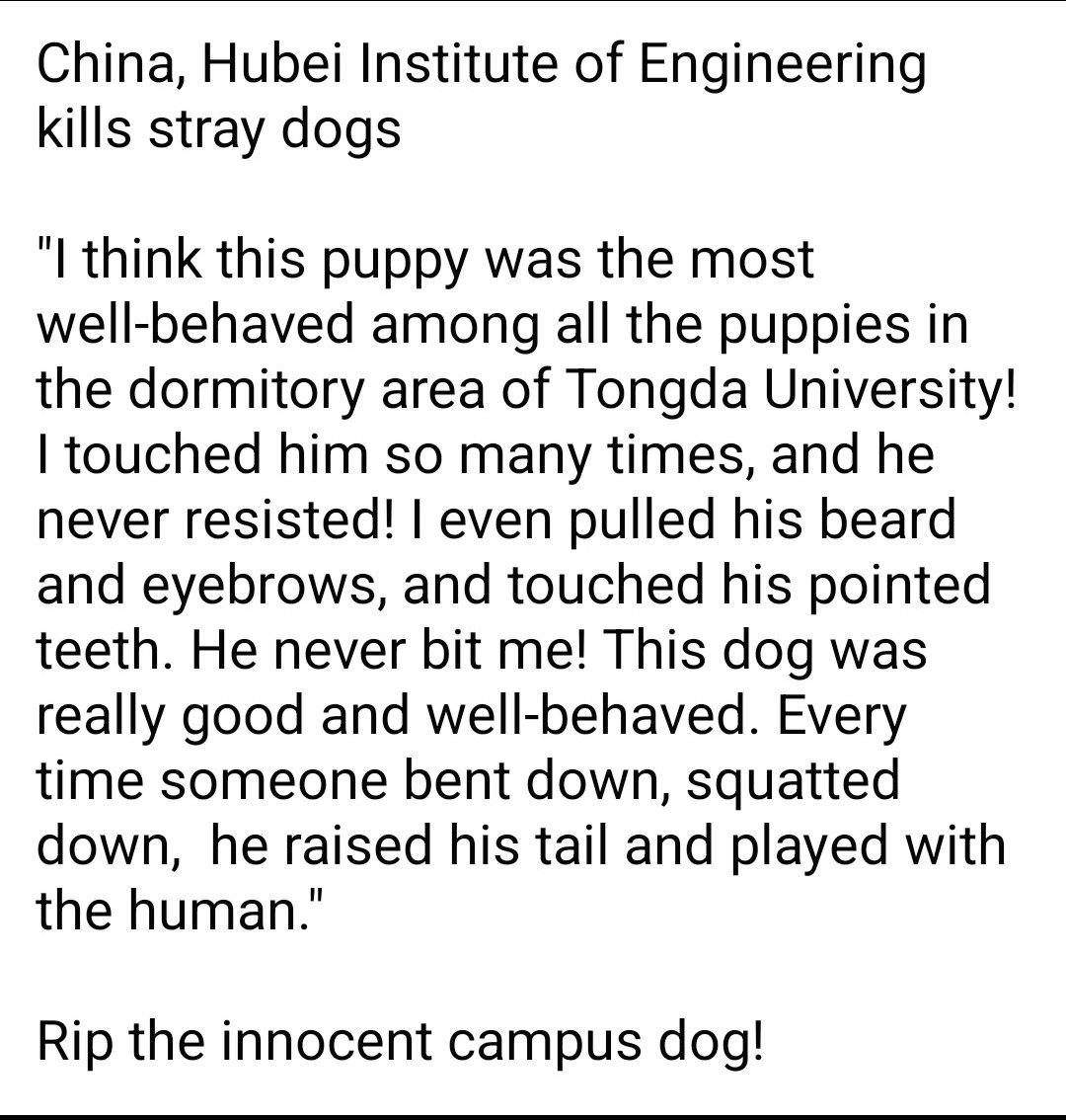 China, #HubeiInstituteofEngineering kills stray dogs Rip the innocent campus dog! #campusdogs #dogkilling #rip #stopanimalcruelty #straydogs @VisitHubei @hubeifocus @Open_Hubei