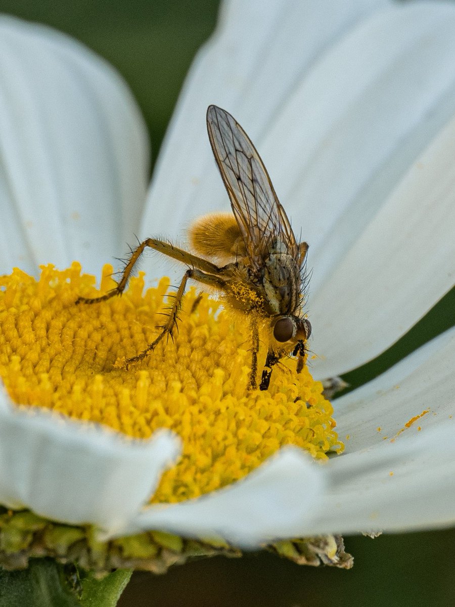 Enjoying the sun #Togtweeter #ThePhotoHour #snapyourworld #insects #flies #pollinators #flowers #plants #macro #NaturePhotography #macrophotography