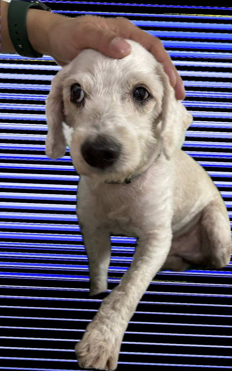 ham_casino's tweet photo. Check out $LOGGY in SOL, created in https://t.co/brIfJRPQmE… Legit dog named Logan! We will be flipping $DOGE! https://t.co/sboHJZtZA3