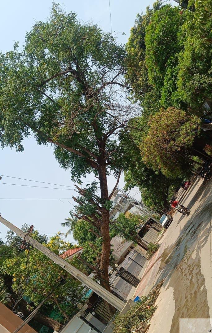 Around 597 trees were  identified as old, dried, health hazardous trees in GHMC limits. Most of them are in Secunderabad Zone (204), L B Nagar Zone (119) Kukatpally Zone (106). Of them, 530 suggested for cutting as are they old, dried etc, 57 for translocation and 10 for pruning.