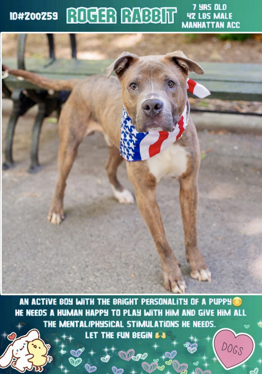 👋🏼 Frens! It’s me! 🐶 Roger Rabbit 🐰 #NYCACC #NY I have new pics ☺️ I’m great on leash, love treatos & was even told I was a “perfect doggie!” I hope someone chooses me soon 🙏🏽🏡♥️ Please #RescueMe me this #MemorialDay2024 #AdoptMe #FosterMe #k9hour 🐾nycacc.app/browse/200259✨