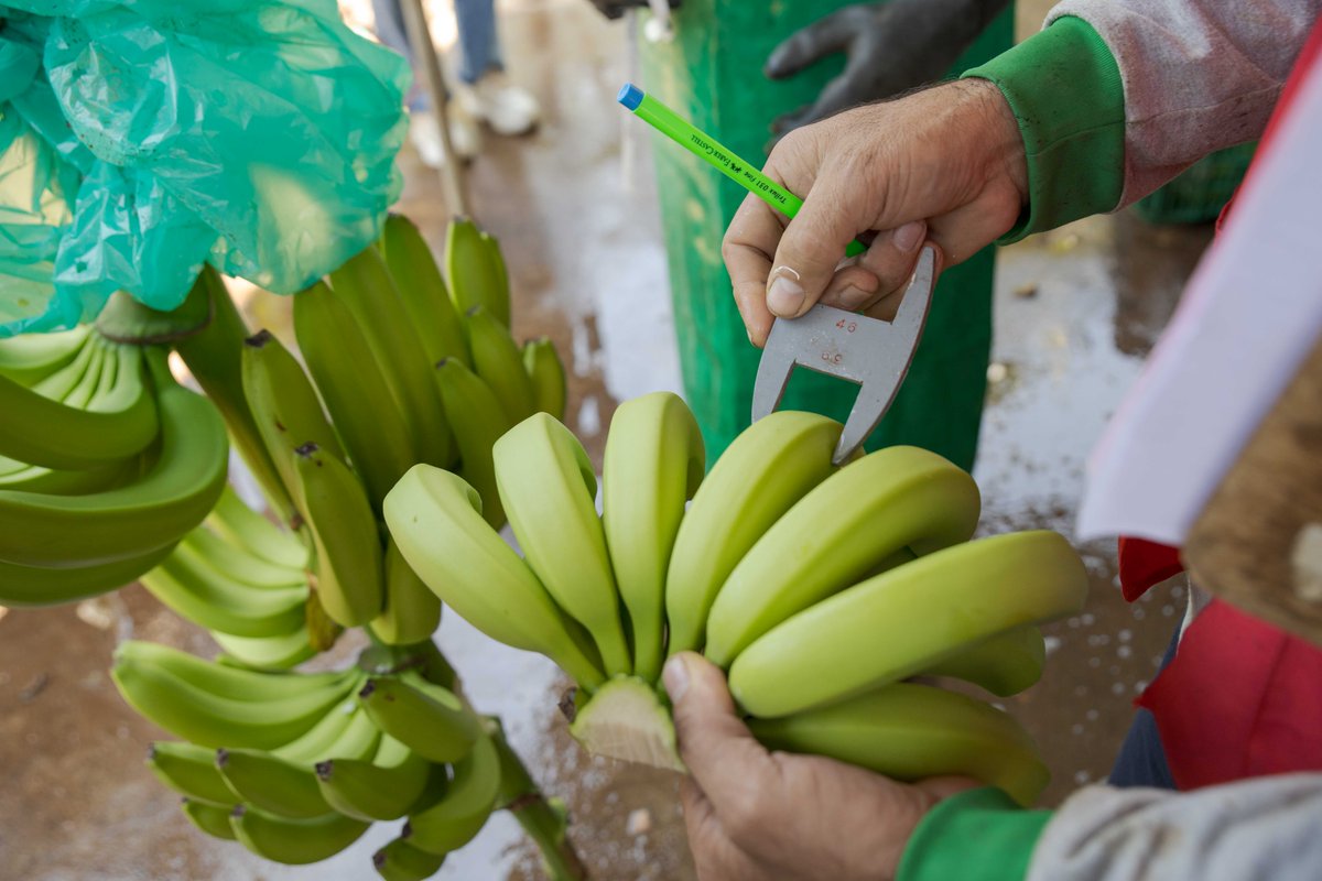 We are looking for you 👀 We are looking for a consultant to work on a policy brief and an advocacy roadmap when it comes to agroecological practices in Bananas. Read more and apply now! Deadline: 9 June fairtr.de/lbp #Advoacy #Fairtrade #FutureIsFair