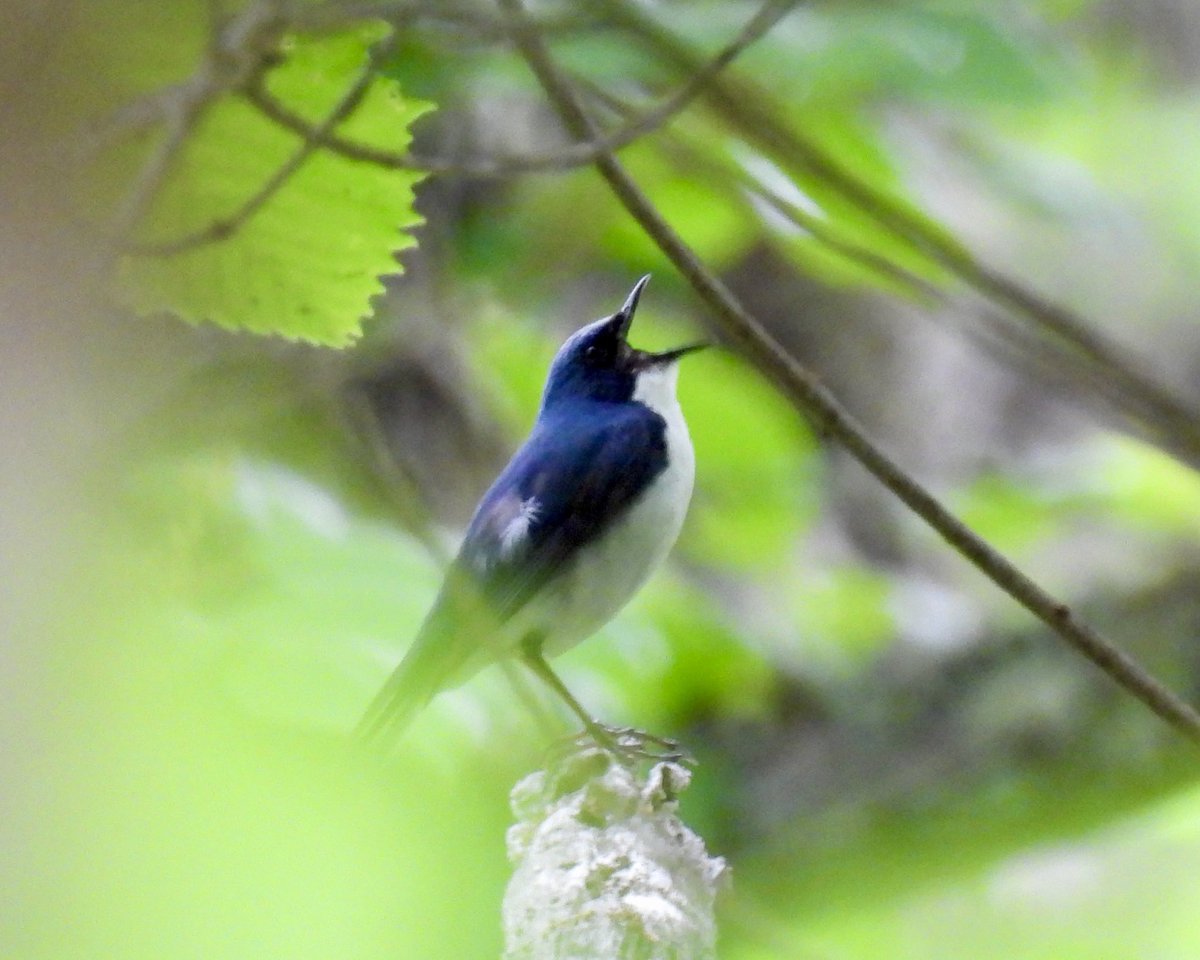 全力コルリ
#野鳥観察