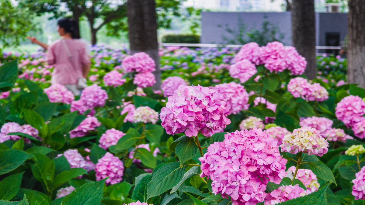 niheng09's tweet photo. #紫陽花 https://t.co/Qm6xoir3wQ