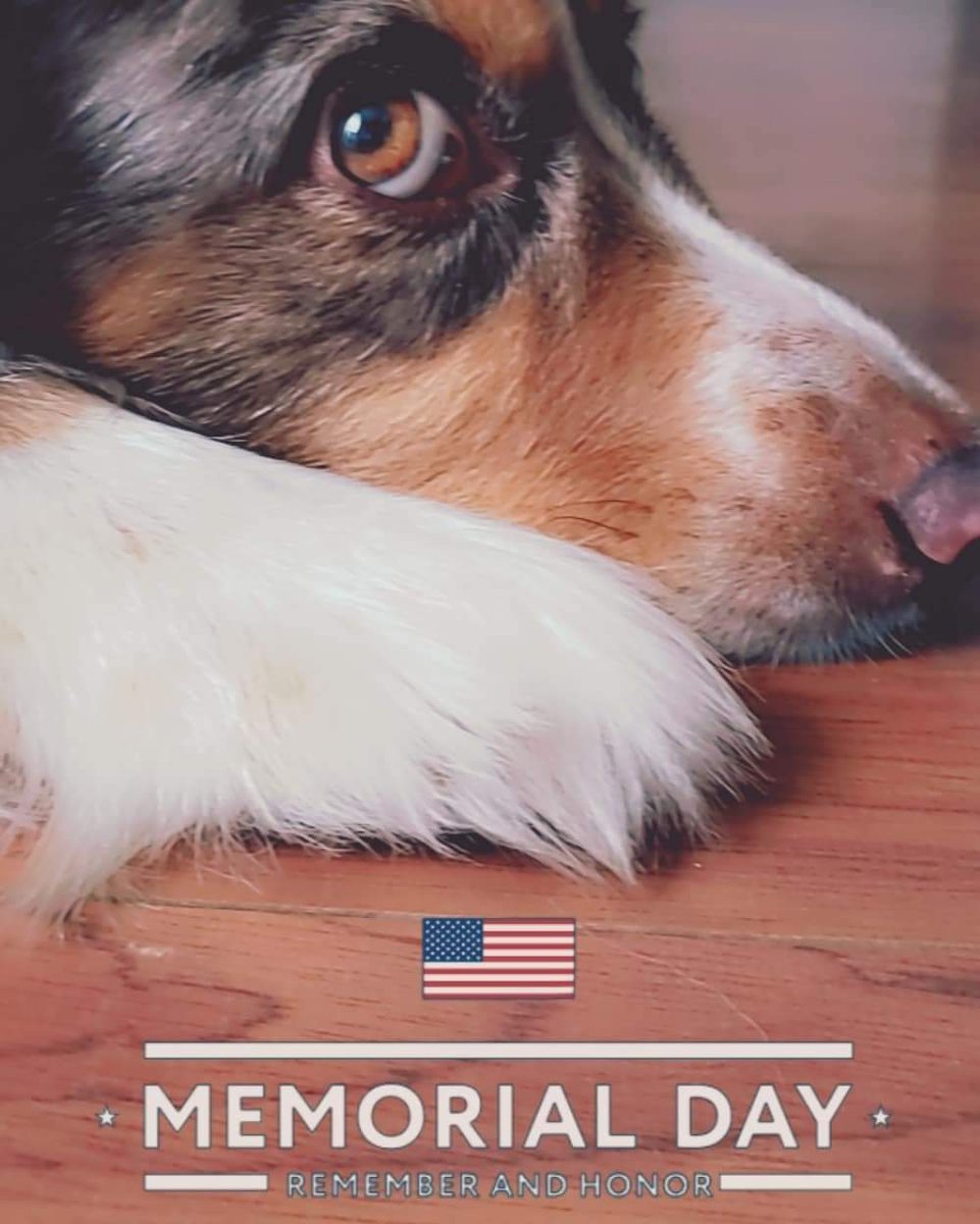 Remembering the heroes ❤ 
#australianshepherd #dogsofx #dogs