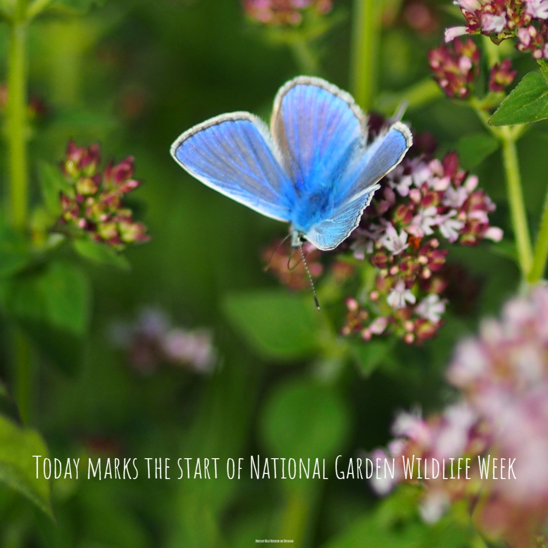 'Welcome to the home of National Garden Wildlife Week. An annual event beginning on Spring Bank Holiday. During this week-long initiative we encourage people of all ages to connect with nature' - arkwildlife.co.uk/national-garde… #GardenWildlifeWeek #WildlifeWeek 'Wildlife #ArkWildlife