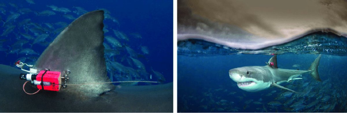 SouthernSharkEG (@southernsharkeg) on Twitter photo Recent paper led by <a href="/gooden_adrienne/">Adrienne Gooden</a> using accelerometers to assess white shark activity in relation to wildlife tourism. No substantial changes in daily energy budget but small number of bait could could fuel a white shark for more than a day doi.org/10.1016/j.anbe… Recent paper led by <a href="/gooden_adrienne/">Adrienne Gooden</a> using accelerometers to assess white shark activity in relation to wildlife tourism. No substantial changes in daily energy budget but small number of bait could could fuel a white shark for more than a day doi.org/10.1016/j.anbe…