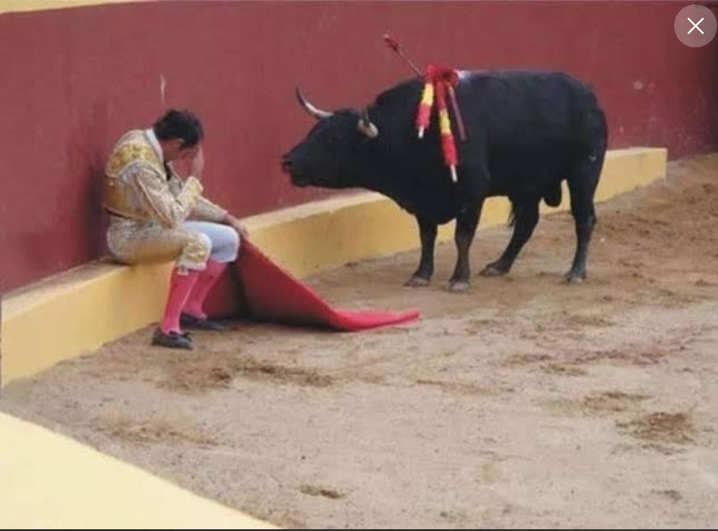 Emotional story of How Bull Figther Álvaro Munero became vegetarian and stopped fighting bullfights. This iconic photograph marks the end of the career of matador Álvaro Munero. In the midst of the battle He suddenly repented and sat down at the edge of the field.