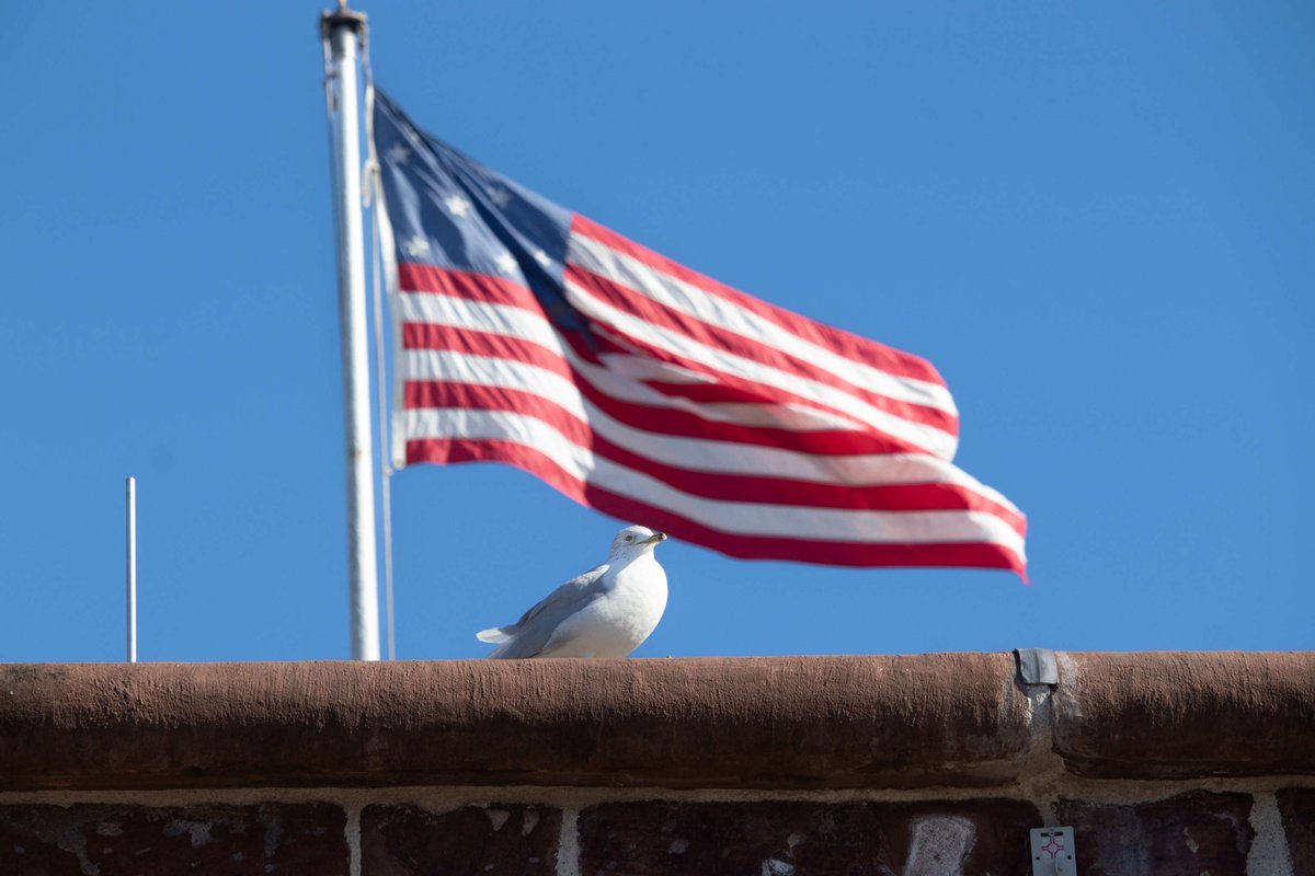 CastleClinton's tweet photo. Memorial Day is great day to visit a National Park, especially one with a military history like Castle Clinton! Don't just take our word for it, our friendly neighborhood ring-billed gulls are out encouraging everyone to spend the day outside learning about our shared history! https://t.co/mbnSXUsdqe
