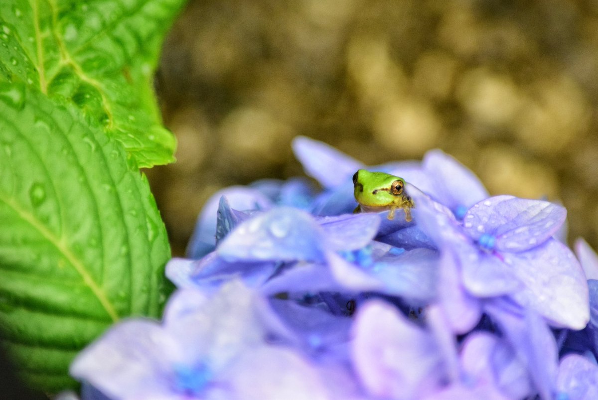 昨年のあじさい🍃͛💠
カエルぴょこ🐸
今年も撮りに行かないと。

#一眼レフ #nikon #カメラ好きな人と繋がりたい #写真好きな人と繋がりたい #写真撮ってる人と繋がりたい #ファインダー越しの私の世界 #キリトリセカイ #photography