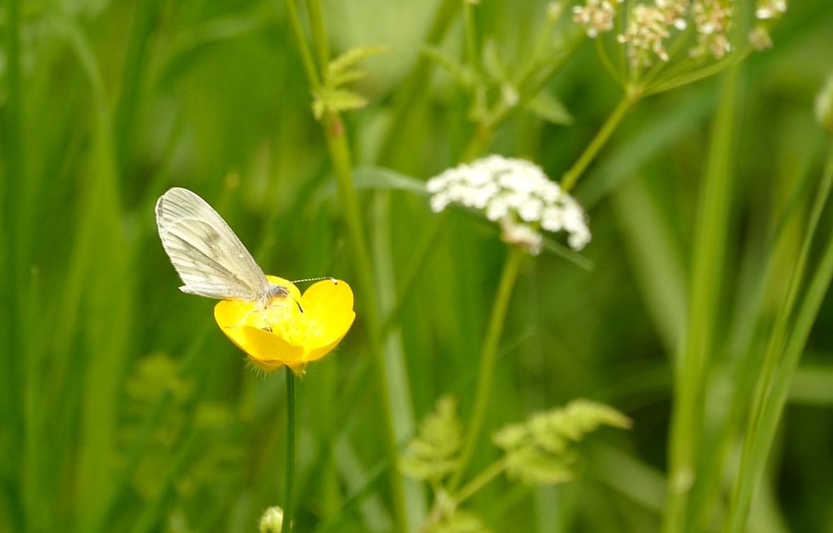 ** FIELD TRIP ** Wednesday 5th June in Salcey Forest to look for the Wood White and any other butterflies / wildlife butterfly-conservation.org/events/guided-… @BedsNthantsBC @UpperThamesBC