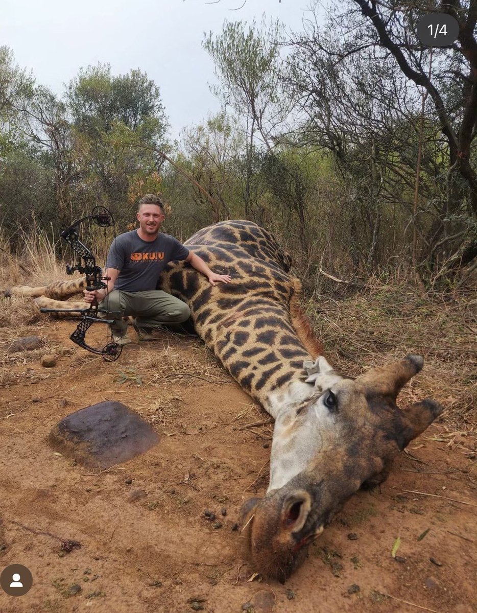 Sarel van der Walt (SA) is an avid bowhunter. He is so proud that this is his 4th giraffe of the year. Zero to be proud of. A delusional killer. 🤬RT #BanTrophyHunting @SARA2001NOOR @Angelux1111 @Gail7175 @DidiFrench @Lin11W @PeterEgan6