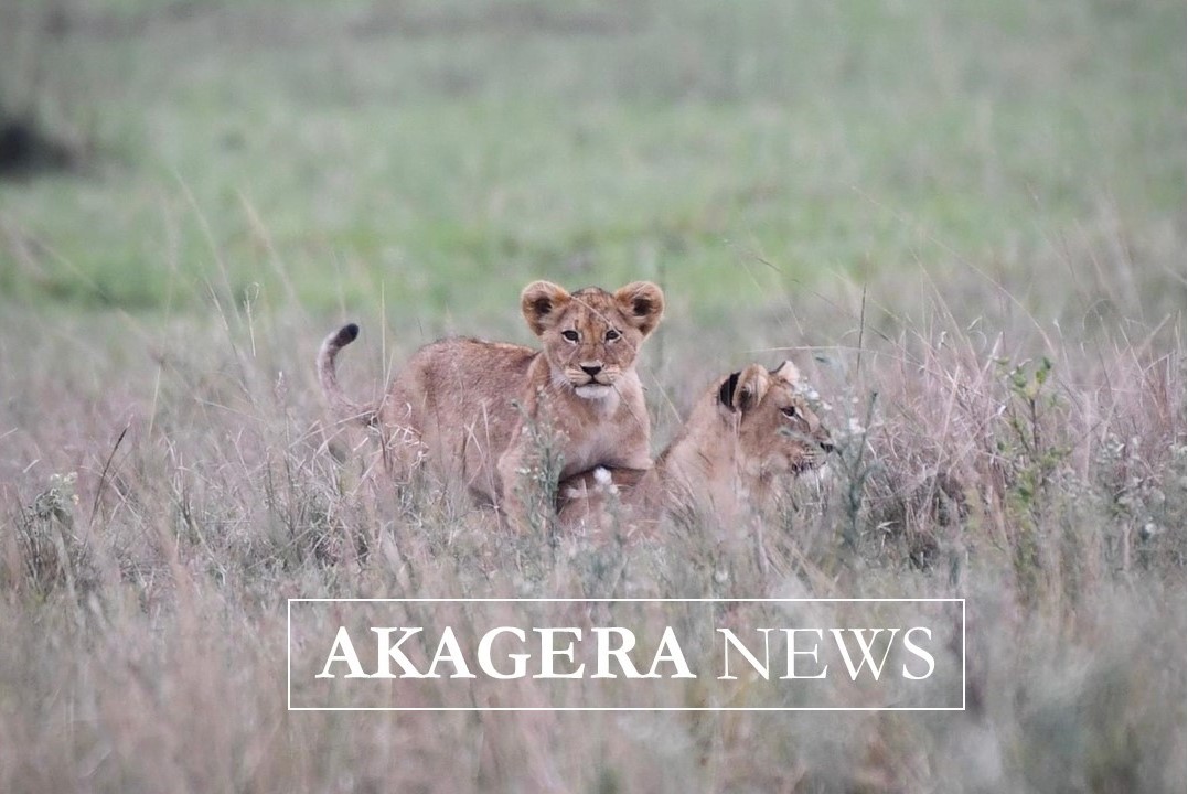 Dear Friends, we are delighted to share the Newsletter for January-April 2024. Please click the link below to read it in full. mailchi.mp/african.../new… #Akagera #News #Rwanda