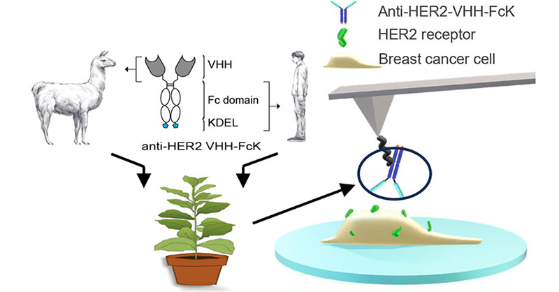A plant-derived anti-HER2 VHH-FcK antibody demonstrates superior potential against Trastuzumab-resistant #HER2-positive #breastcancer through enhanced nanoscale binding with transmembrane HER2. <a href="/jkulinz/">JKU - Johannes Kepler Universität Linz</a>

Read #openaccess: go.acs.org/9wm