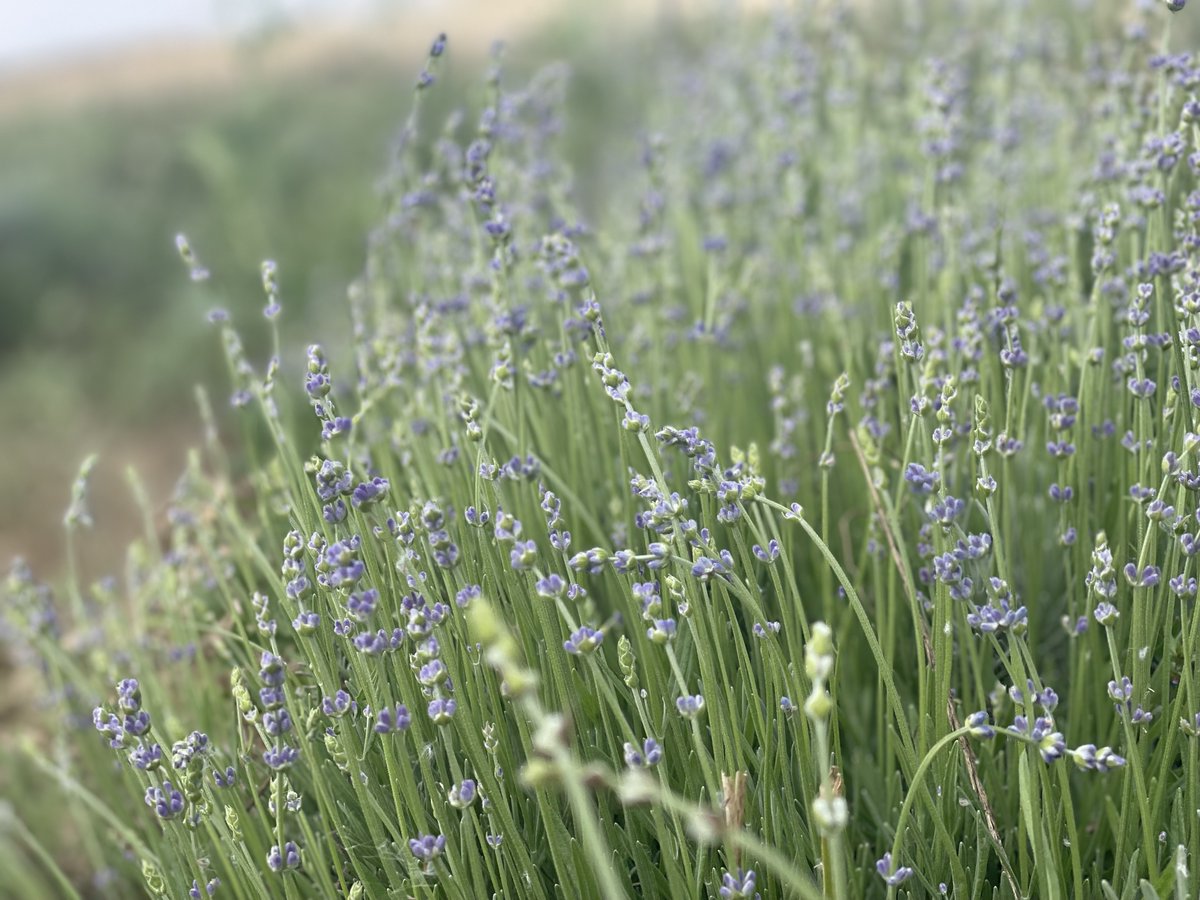 There is no such thing as Monday syndrome for us😍

We Step into the breathtaking world of Oliveland, where lush lavender fields stretch, painting the landscape in shades of purple and green in the Monday morning.💜
 
Embracing sustainability from seed to harvest, each delicate