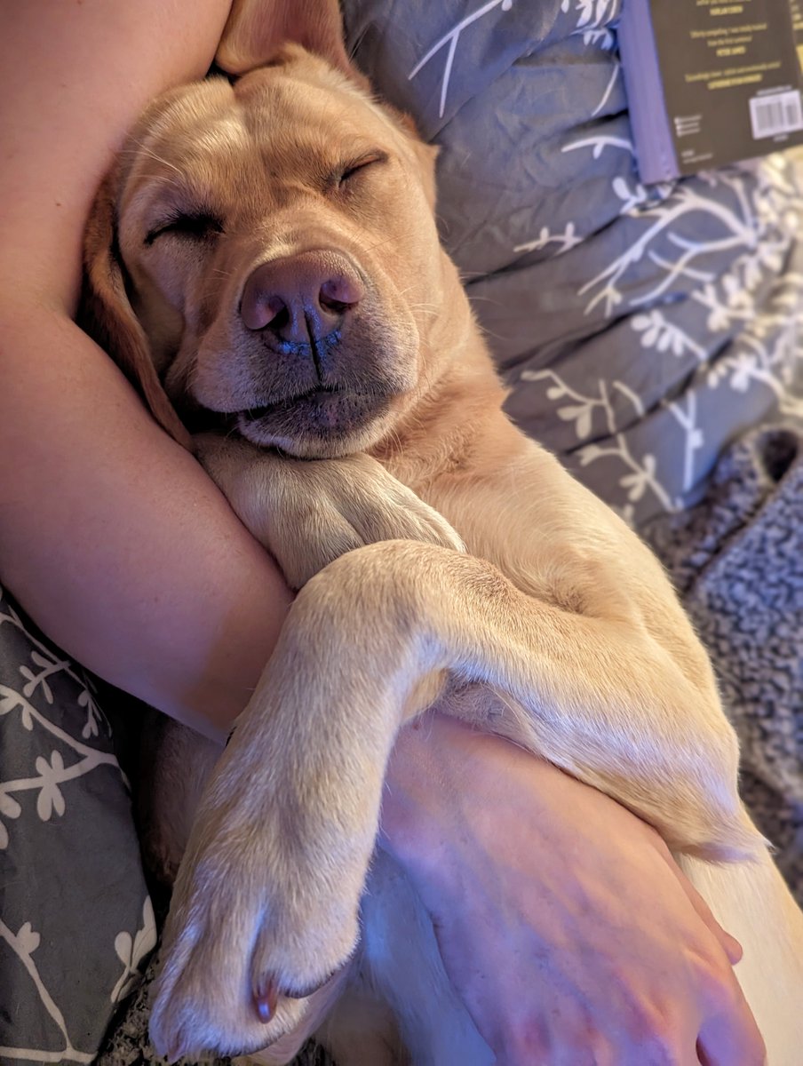 Just hold on tight and all the world's worries will disappear ❤️ 💤 

#dogsoftwitter #dogs #dog #labrador