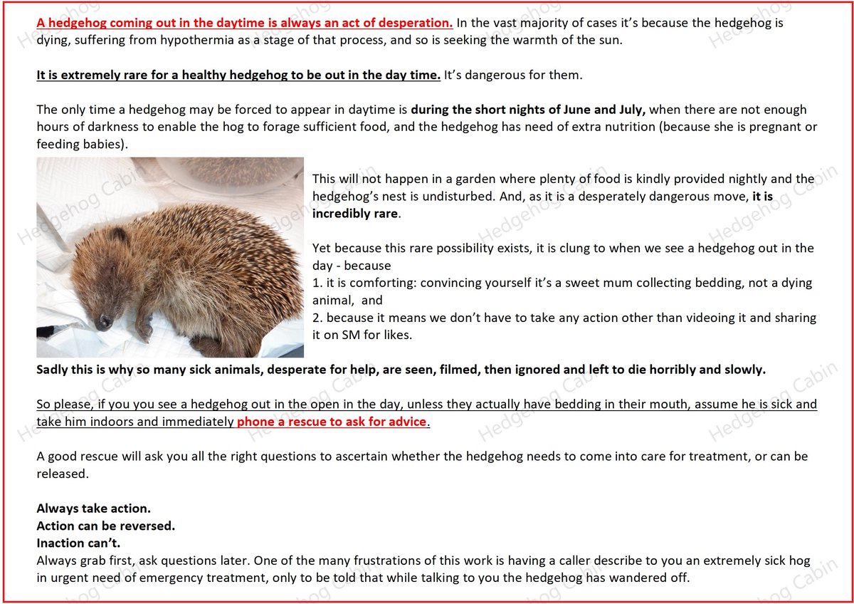 @CallieMac88 Please take this hedgehog to a rescue (NOT a vet) urgently. A hedgehog out in the open in the day like this is seriously ill and needs urgent medical treatment. Even hedgehogs who are dying rarely look ill (although I can see a lump, possibly an abscess, on her left rear flank).