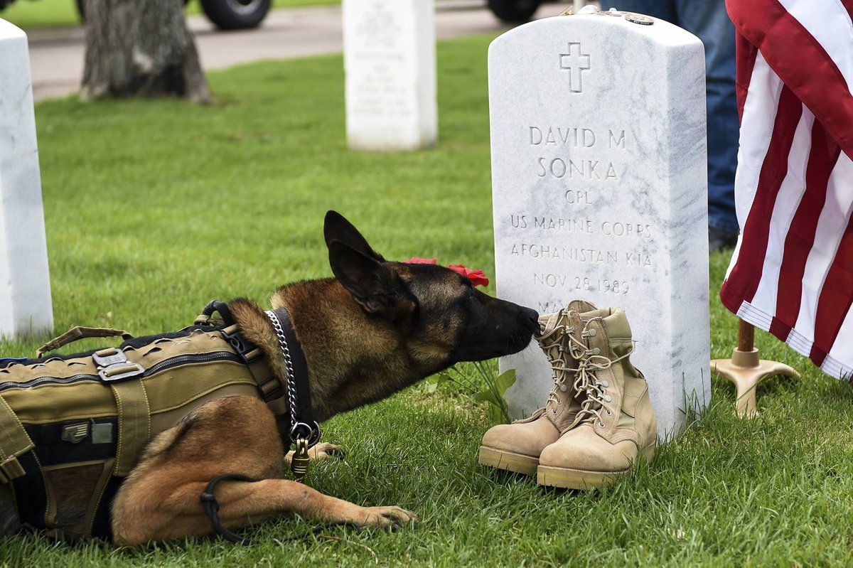 Today and every day, we honor our fallen heroes who made the ultimate sacrifice for their fellow Americans. This includes the K9s who gave their lives to keep us safe.

Wishing you all a happy and peaceful Memorial Day!

#MemorialDay #ServedandSacrificed #Honor #Protect #VIK9s