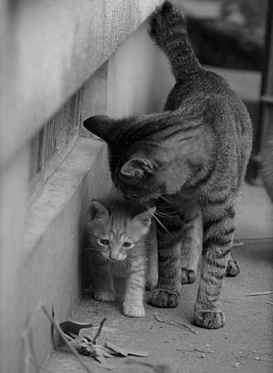 Rifaât Kristou (@kristourifaat) on Twitter photo 