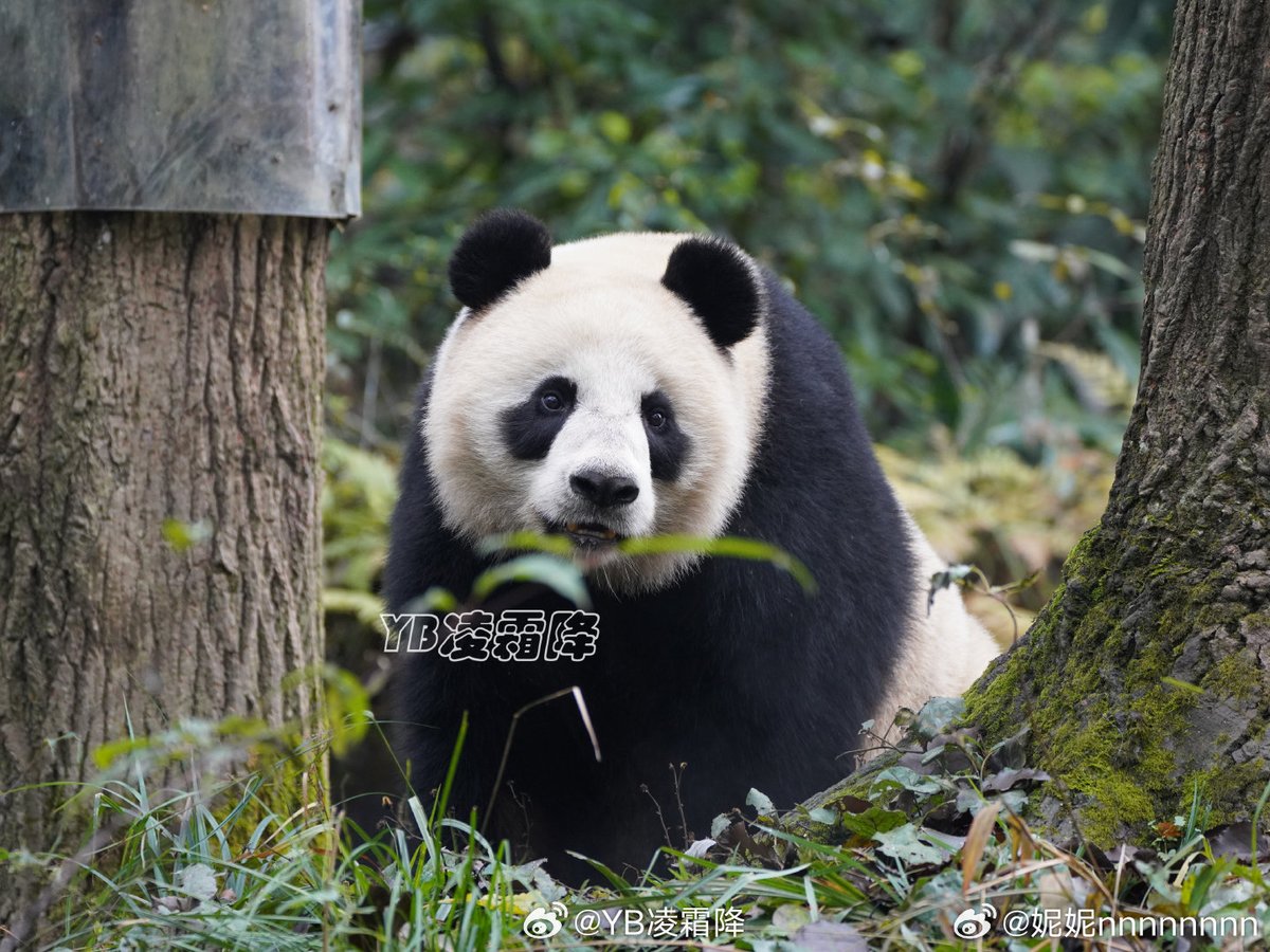 Wi #ติ่งคนปวดหัวติ่งแต่แพนด้าดีกว่า 😫😫😫 tweet media