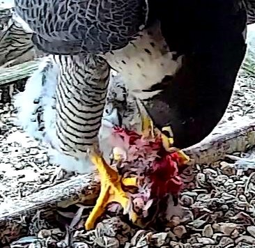 That's a Mighty sneaky eyas stealing a piece of food from between mom's talons! 😁 cp #ROC #peregrine #falcon