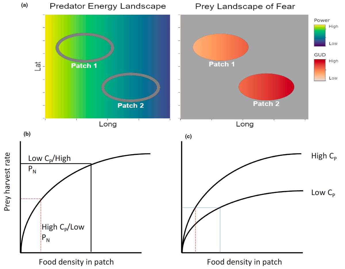 Charlie Huveneers (@huveneerssseg) on Twitter photo Energy landscapes of predators and fear landscapes of prey can vary spatially but also temporally and should be integrated. For examples in terrestrial, aerial, and marine ecosystems, see doi.org/10.1111/1365-2… Led by <a href="/Dr_Yannis/">Yannis Papastamatiou</a> Energy landscapes of predators and fear landscapes of prey can vary spatially but also temporally and should be integrated. For examples in terrestrial, aerial, and marine ecosystems, see doi.org/10.1111/1365-2… Led by <a href="/Dr_Yannis/">Yannis Papastamatiou</a>