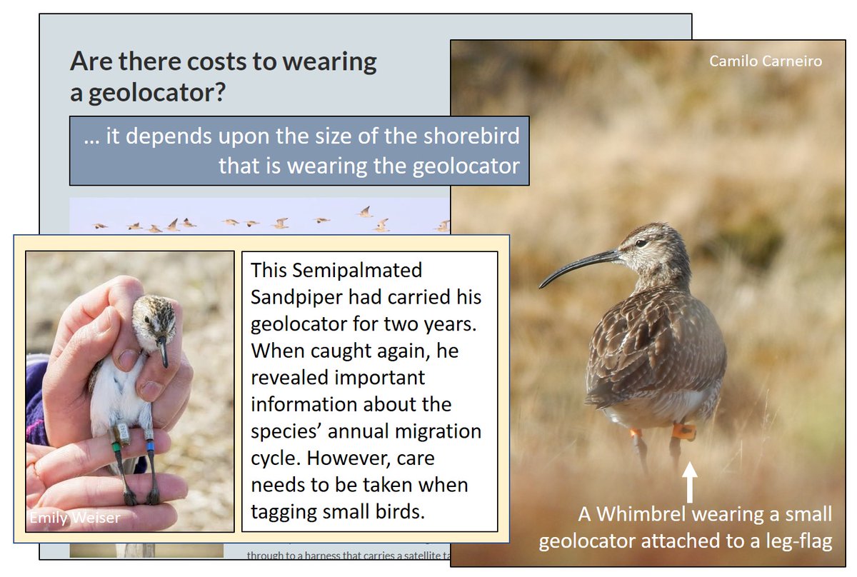 If you are going to 'ask' #waders #shorebirds or other birds to carry data collection devices then it's good to be aware of possible negative consequences. Blog from 27 May 2016 🎂 8⃣ wadertales.wordpress.com/2016/05/27/are… #ornithology