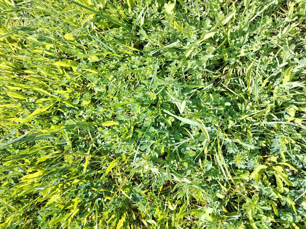 Looking at our flood meadows today. After such a hard time they had over winter, please to see how they are doing.  The wetter areas are quite bare but look closer to see seedlings. Maybe not so much hay this year, but they will be back to there glory in time.