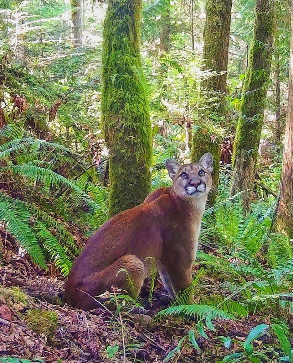 If you encounter a cougar on the trail, we strongly recommend the opposite of pspspsps.