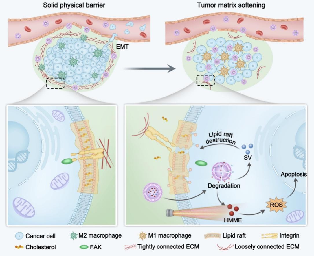 Softening the tumor matrix through cholesterol depletion breaks the physical barrier for enhanced antitumor therapy. | Meiying Wu @sysu_1924 | #TumorMatrix #cholesterol #PhysicalBarrier doi.org/10.1016/j.jcon…