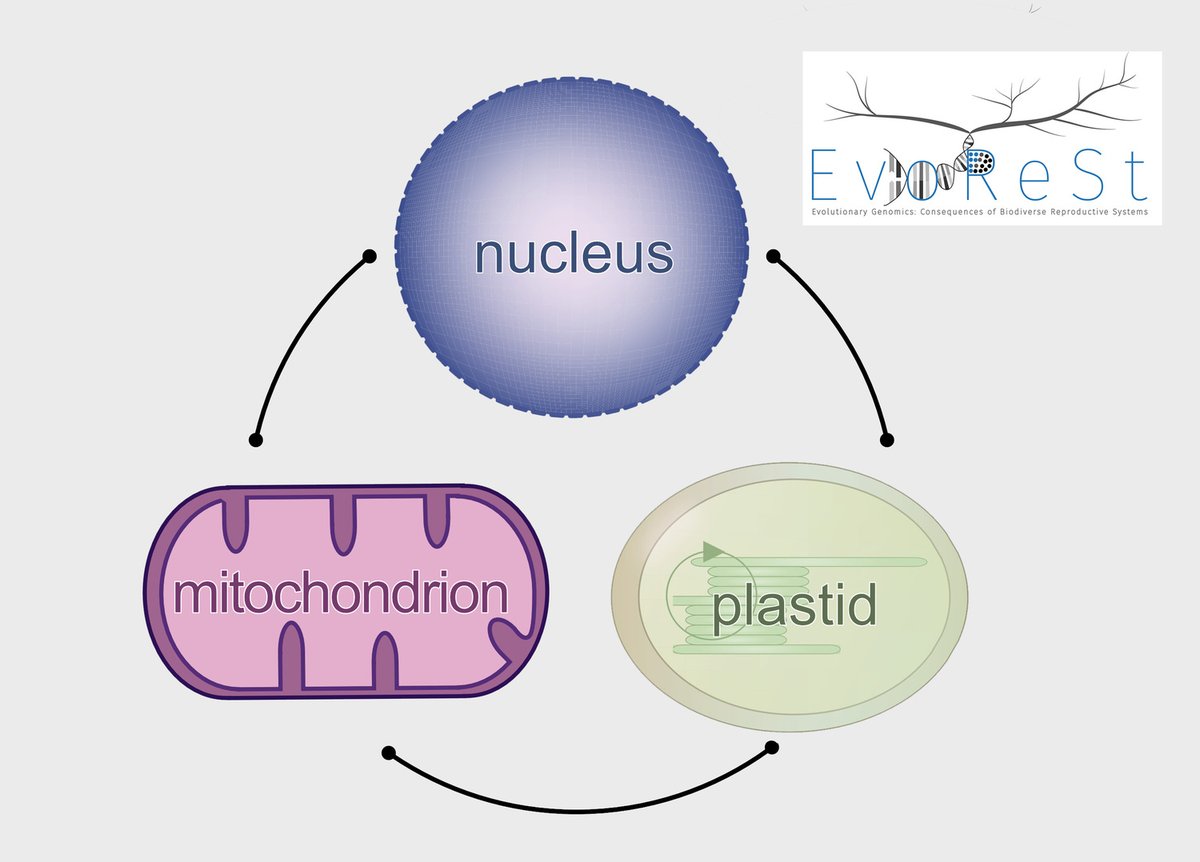 Congratulations to all involved in the new #DFG research training group: Evolutionary Genomics: Consequences of Biodiverse Reproductive Systems (#EvoReSt). Researchers at our Uni, @yourUMG & @mpi_nat study the evolution of the nuclear genome: s.gwdg.de/H4guth @dfg_public