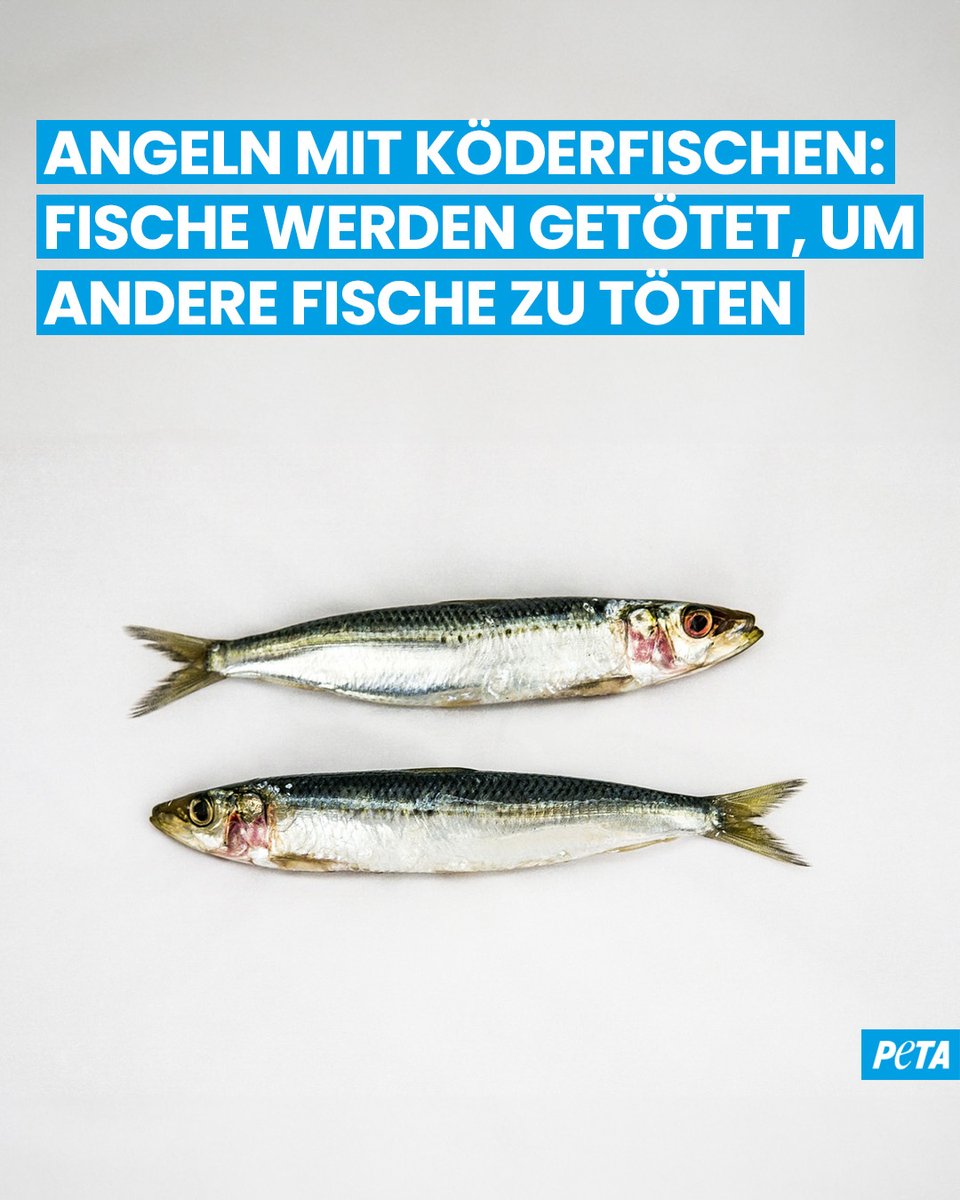 Als wäre es nicht schon genug Leid, fühlende mit Hilfe von Lockmitteln wie Brot oder Mais aufzuspießen und aus dem Wasser zu ziehen. 💔😓

Entscheidet euch immer GEGEN Angeln und wählt stattdessen tierfreundliche Aktivitäten wie Müllangeln! 🙏

Mehr dazu: PETA.de/themen/koederf…