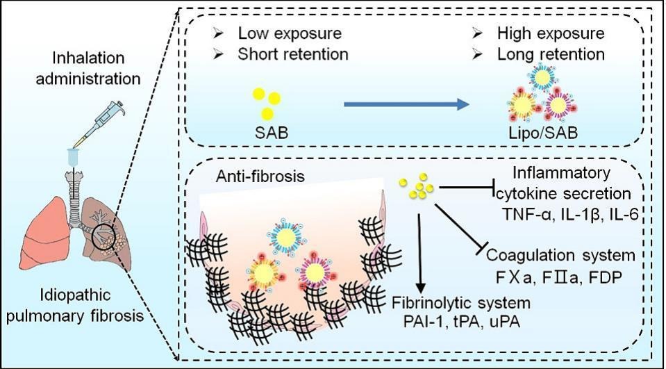 Phospholipids of inhaled liposomes determine the in vivo fate and therapeutic effects of salvianolic acid B on idiopathic pulmonary fibrosis. | Zipeng Gong, Guizhou Medical Univ. | #liposome #inhalation #phospholipid #fibrosis doi.org/10.1016/j.jcon…