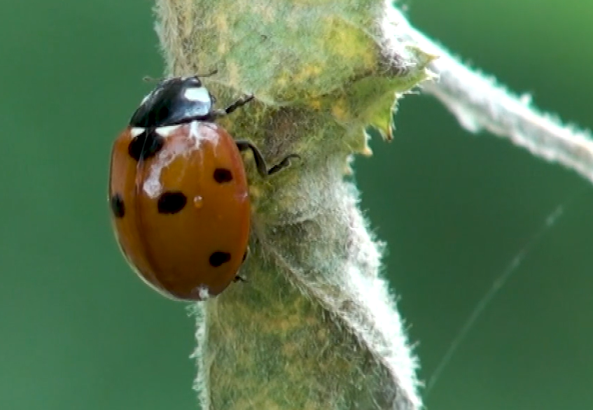 Helder artikel over de Nationale Databank Flora en Fauna op <a href="/GroeneRuimte/">GroeneRuimte</a>, naar aanleiding van de reactie van minister Van der Wal op Kamervragen over de NDFF. 👉groeneruimte.nl/nieuws/256527/