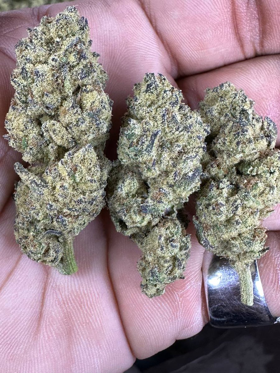 #Uk #TaçadePortugal #Ireland #USA #europe #stonerfarm