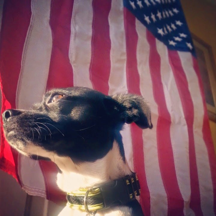 chris_neto's tweet photo. Wishing you all a Happy & Safe #MemorialDay 🎆🎇 #AVtweeps #AVinTheAM #dogsofav #dog https://t.co/0jyeZiySOE