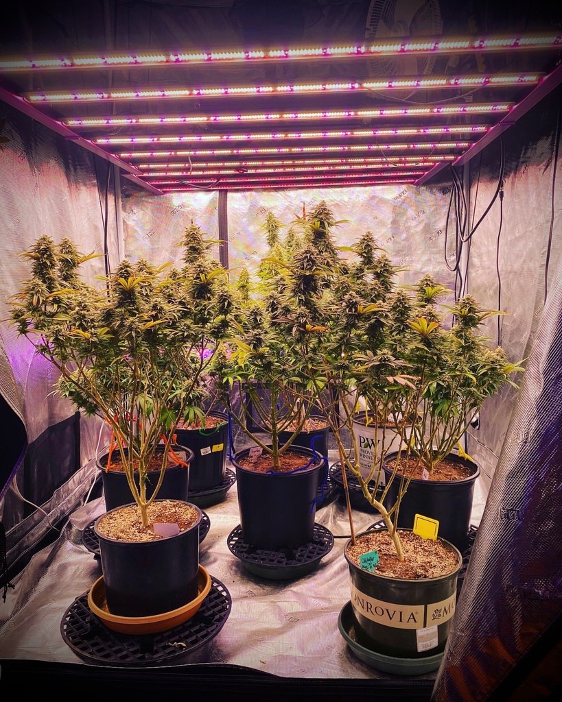 🌱 Ready to take your indoor gardening to the next level? The X750 is the secret weapon for lush greens and thriving plants! 📸 Grown by @beanz2blazed 🛒 Shop KIND: bit.ly/KINDLED