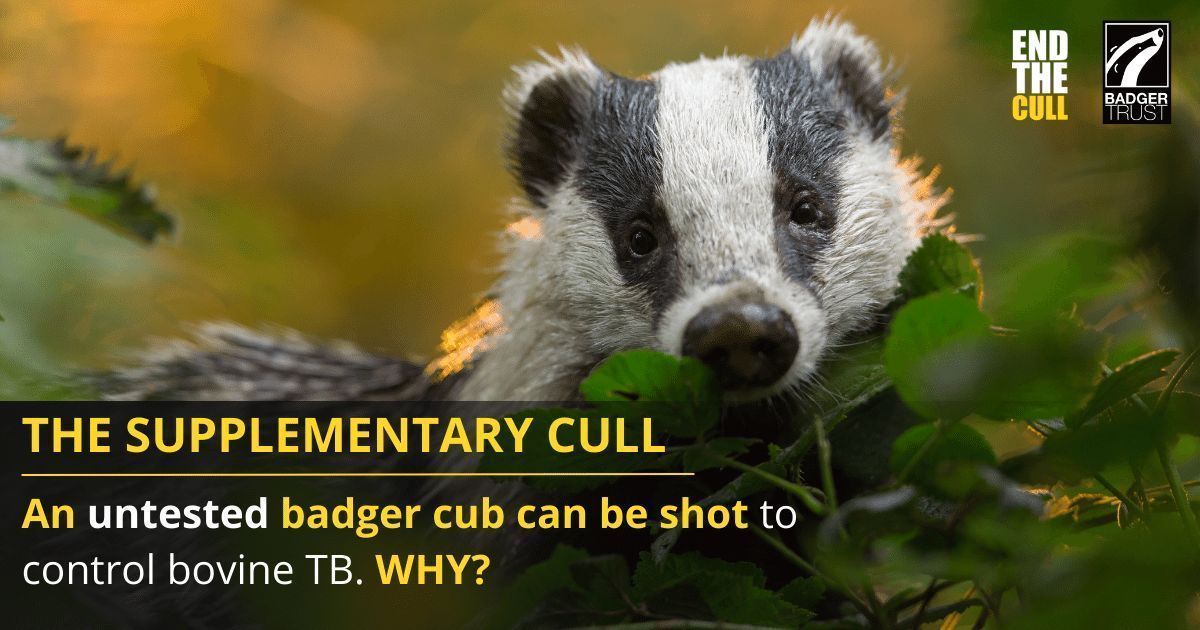 ⚠️ Are you going on holiday to a nature extinction zone? 1 June is the start of the supplementary badger cull when shooters go into fields to kill untested badgers Many badger cubs will be shot & many will be left orphaned 👉 buff.ly/3KgftIX #badgermonday