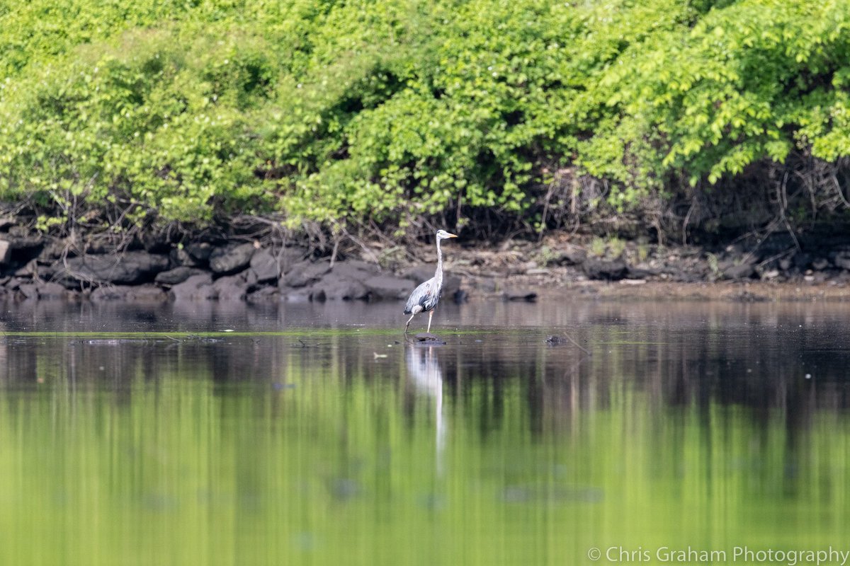 Great Blue Heron, with a touch of green during a morning paddle with @notjared_b #CTNatureFans