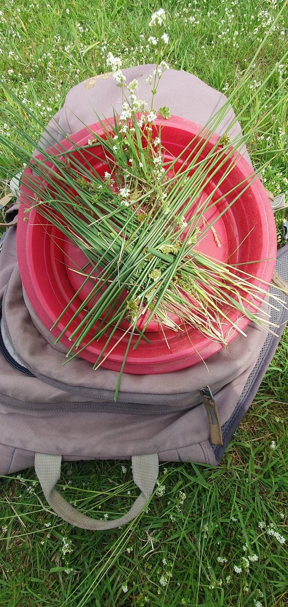 FritsvanLaar's tweet photo. @devis1 Zeker wel! Ik heb voor de #lunch een #salade van #Pijpenstrootje met wat #Pitrus en een #garnering van #LiggendWalstro.. https://t.co/QZHSmCLndL