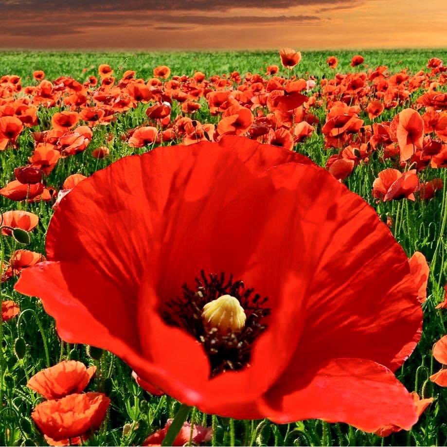 “And I’m proud to be an American, where at least I know I’m free. And I won’t forget the men who died, who gave that right to me.”