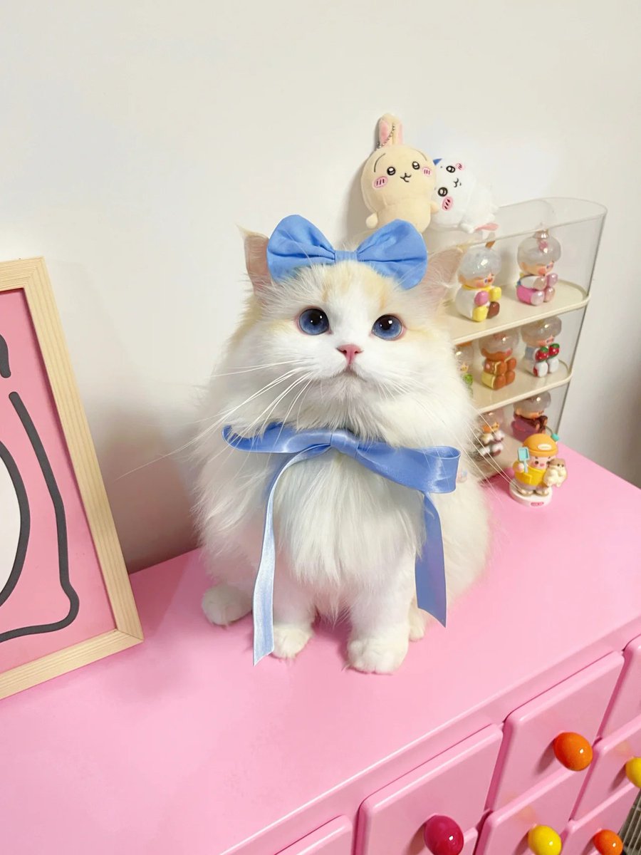 suzettlizardi's tweet photo. My pet is so cute https://t.co/gT8FLlKpbZ
