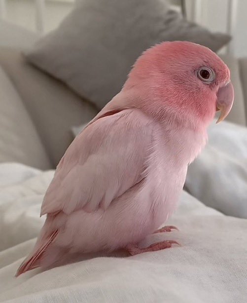 twaniimals's tweet image. 🩷