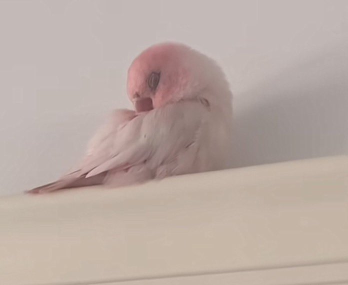 twaniimals's tweet image. 🩷