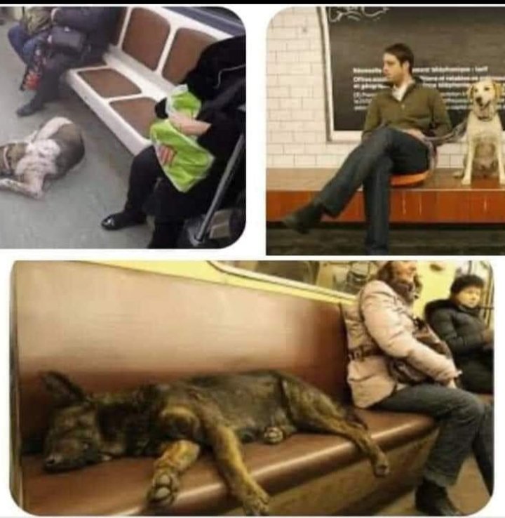 Moskova'da sokak köpekleri sabahın erken saatlerinde yaşadıkları varoşlardan yola çıkıyorlar. Metroya binip kolaylıkla yiyecek buldukları şehir merkezine geliyorlar. Sokak köpeklerinin geceyi geçirdikleri varoş bölgelerine gitmek için metro kullandıklarını farkeden uzmanlar