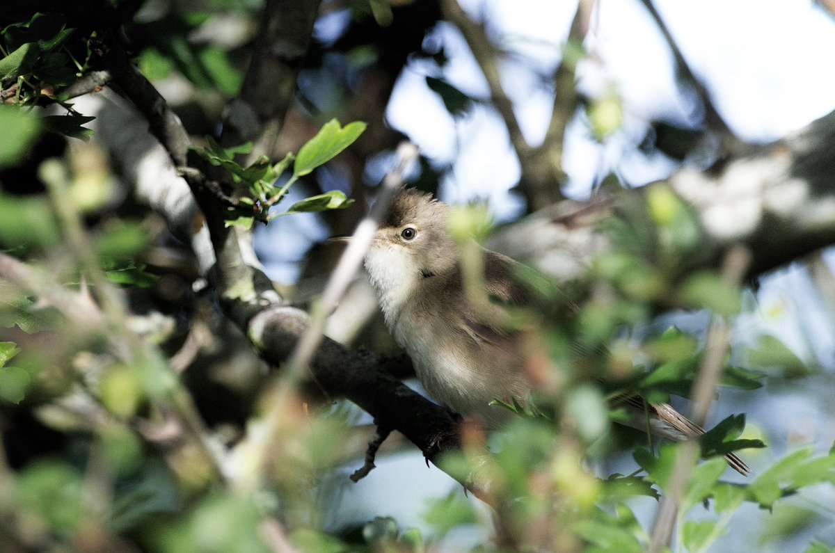 Giles Greenwood (@giles_greenwood) on Twitter photo The reed warblers were trolling me today
@WildLondon <a href="/Team4Nature/">Team4Nature</a> <a href="/NatureUK/">NatureUK</a> <a href="/Natures_Voice/">RSPB</a> <a href="/LeeValleyPark/">Lee Valley Park</a> The reed warblers were trolling me today
@WildLondon <a href="/Team4Nature/">Team4Nature</a> <a href="/NatureUK/">NatureUK</a> <a href="/Natures_Voice/">RSPB</a> <a href="/LeeValleyPark/">Lee Valley Park</a>